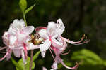 Pink azalea